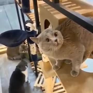 what a wildest kitten this