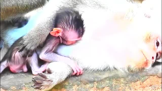 Love Small Baby Monkey - Monkey Animals 024