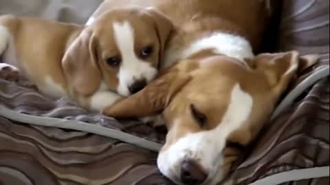 BEAGLE DURMIENDO CON CACHORRO