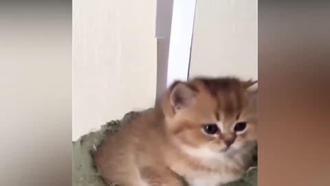 Cute cats funny moments.I love cats