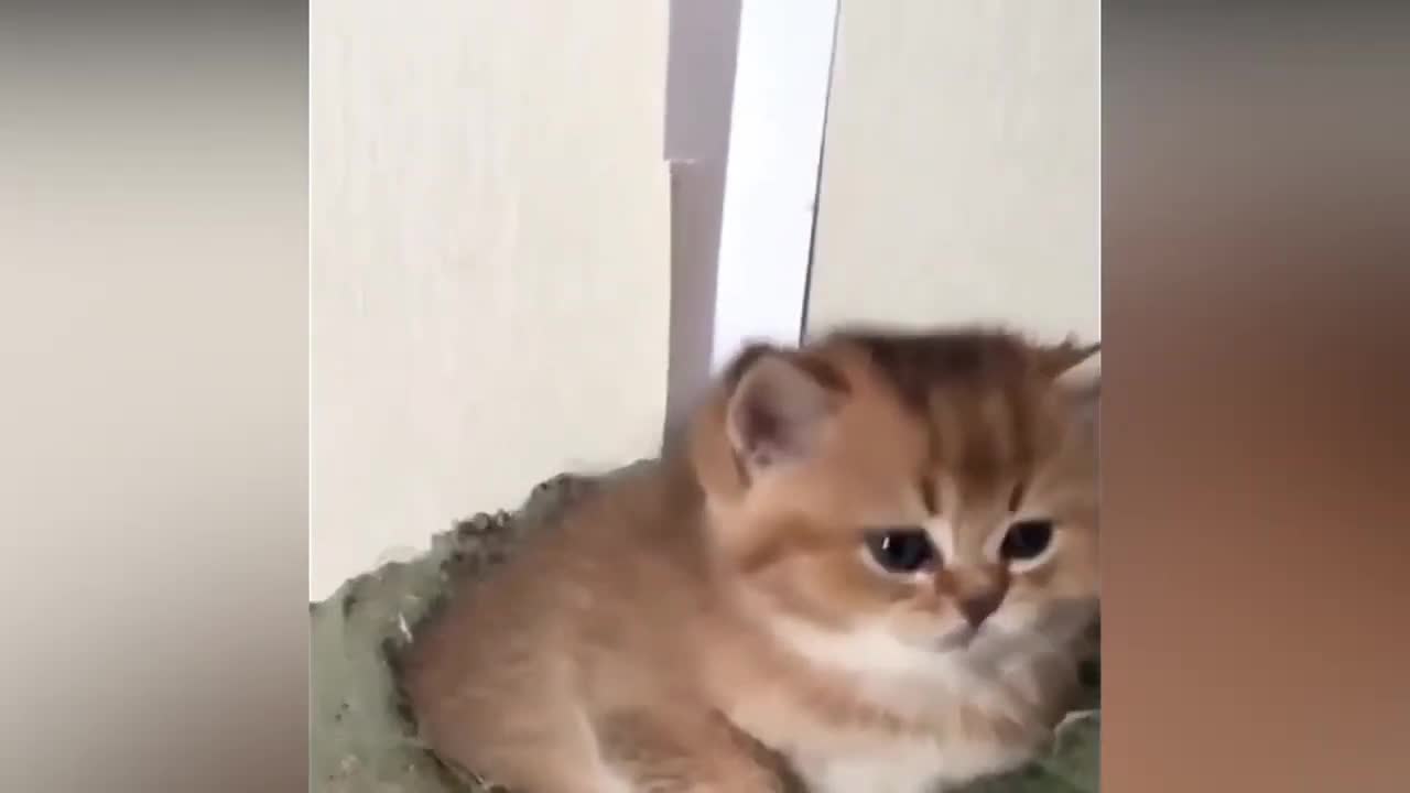 Cute cats funny moments.I love cats