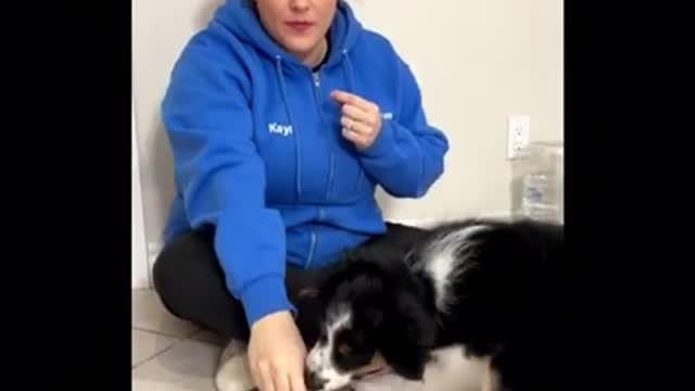 3 thnigs you should teach to you puppy _puppy training video