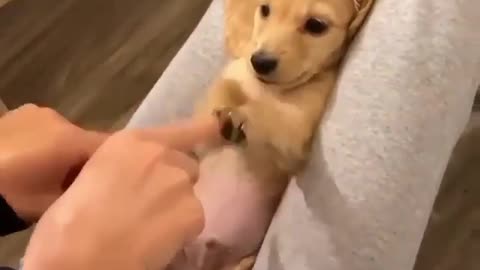 4 legged therapist.