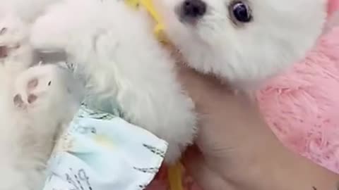 Baby Dogs - Cute and Funny Dog Compilation #short video