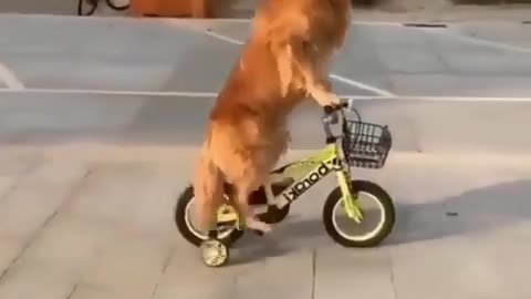Dog rides bicycle