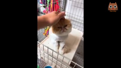 Si te ries pierdes..gatos chistosos