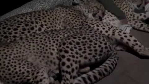 If you have never seen a leopard sleeping with a man, live today