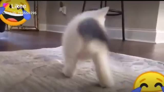 wiggling cat