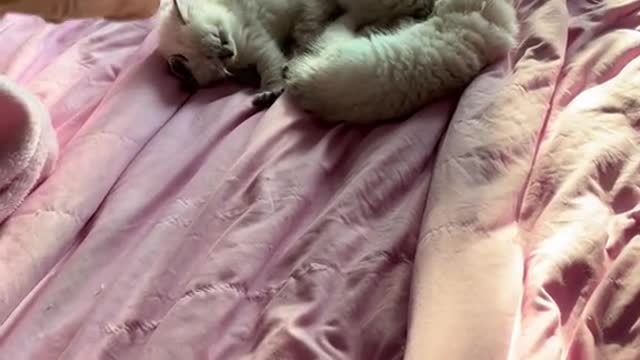 Videos of Summer bringing me kitten number 6 and 7