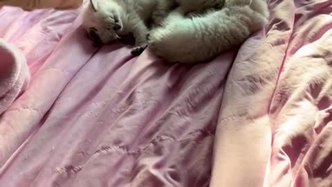 Videos of Summer bringing me kitten number 6 and 7