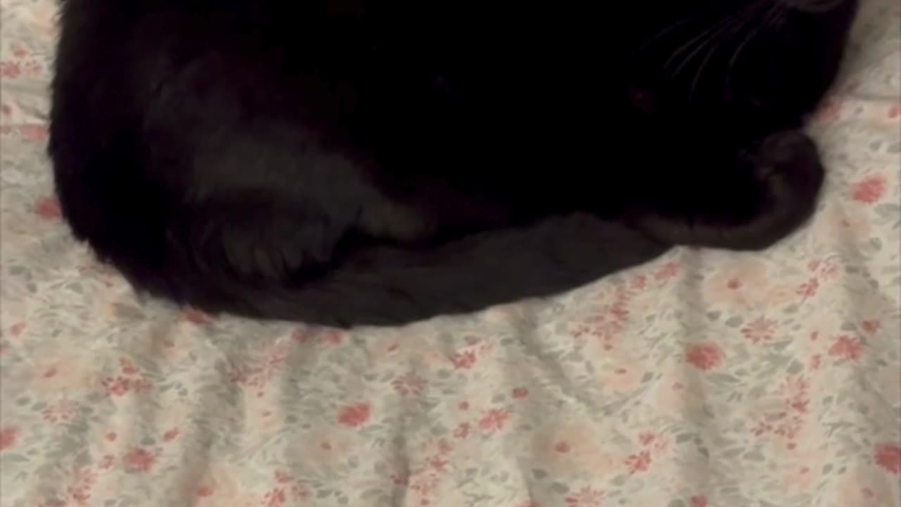 Cute Precious Piper Looks Like a Round Loaf on the Bed - Adopting a Cat from a Shelter Vlog #shorts