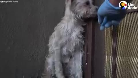 Terrified stray dog finds the perfect family.