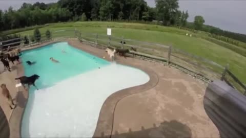 Happy pup is absolutely ecstatic for first pool party