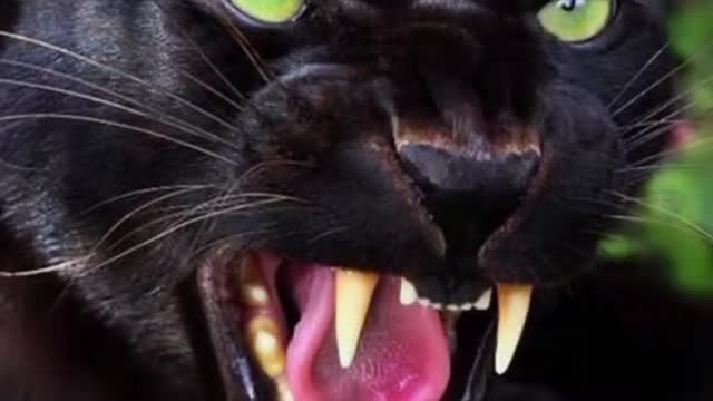 So funny realty black baby cat