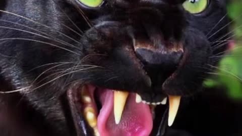 So funny realty black baby cat