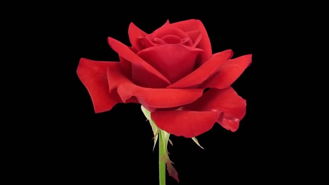 Roses Blooming Time-lapse
