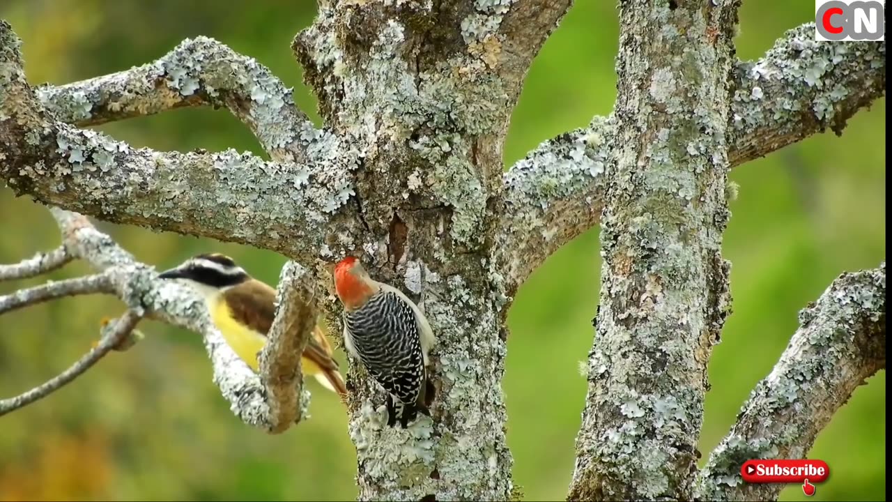 Birds Nature Free Footage