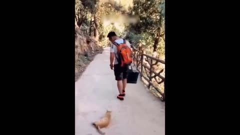 Funny & Cute cats