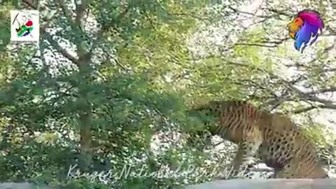 Amazing_Animal_Videos.