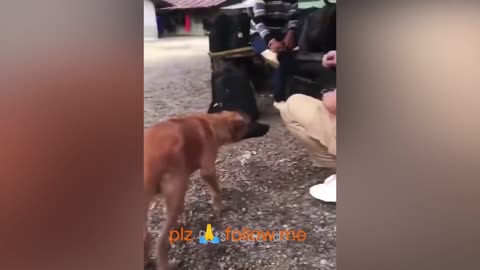 Cats 🐈 and dogs 🐕 funny video, #animals #cats and dogs #shorts