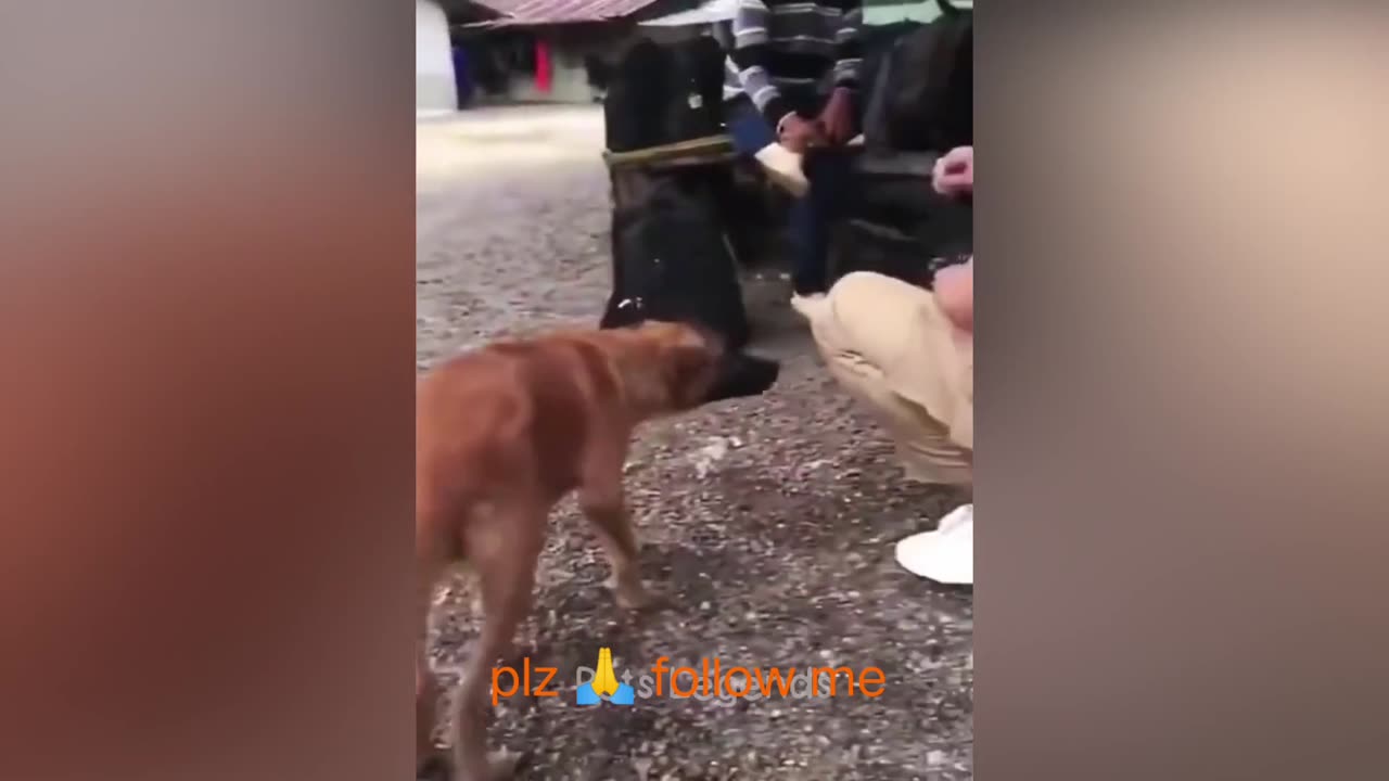 Cats 🐈 and dogs 🐕 funny video, #animals #cats and dogs #shorts