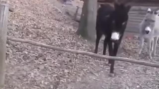 The Cleverest Donkey