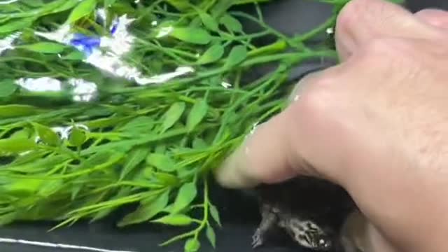 POV: you're at a reptile store and see the baby turtlese