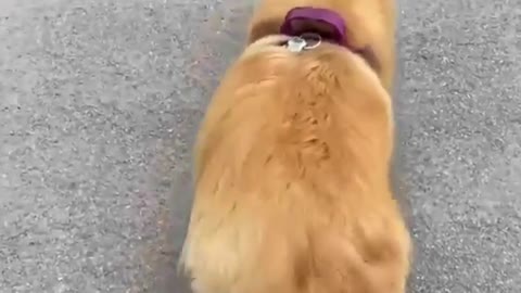 Doggo's floofy hips don't lie! Funny dog
