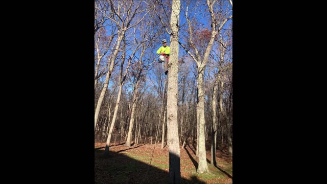 Tree Trimming Solutions LLC - (732) 454-5700