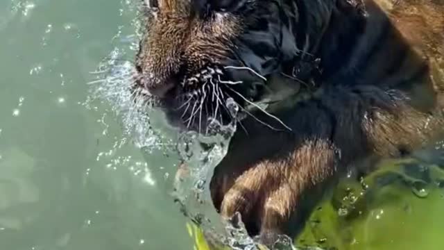 The lion plays with the little yellow duck in the water