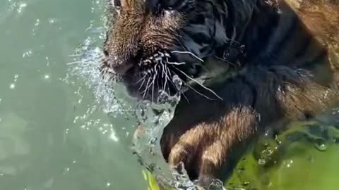 The lion plays with the little yellow duck in the water