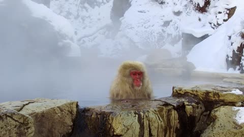 animals, nature and wildlife concept - japanese macaque or snow monkey