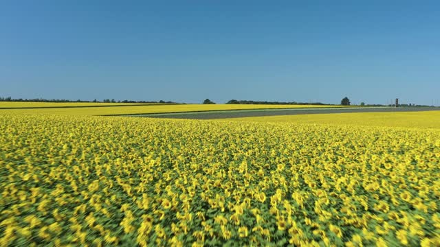 Drone Footage of Sunflower Field Under Blue Sky