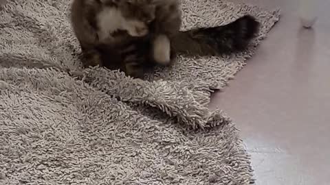 Cat Playing On The Carpet