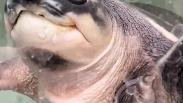 A cute little turtle is playing