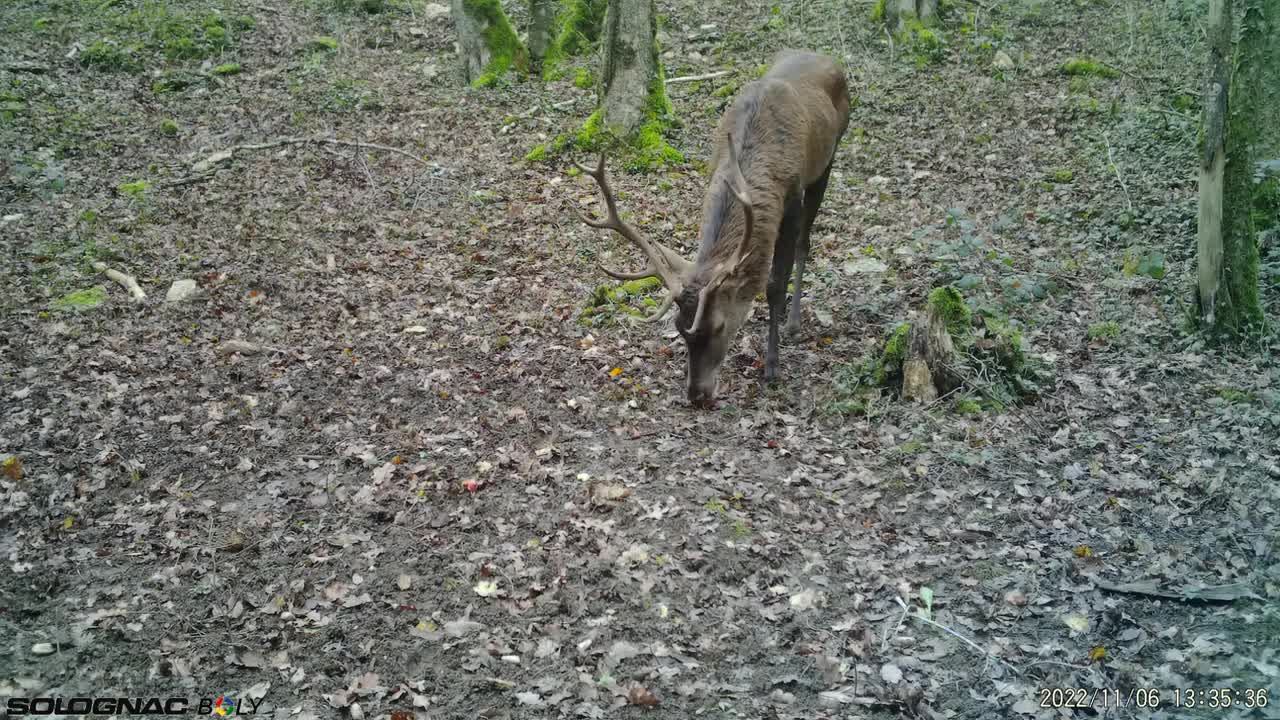 119 - cerfs en binôme