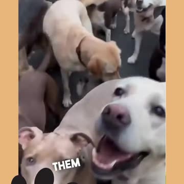 Heartwarming Story about Dog Ep.3 #shorts #dog #ShikyFAV