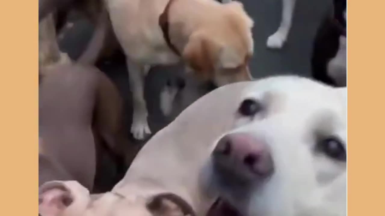Heartwarming Story about Dog Ep.3 #shorts #dog #ShikyFAV