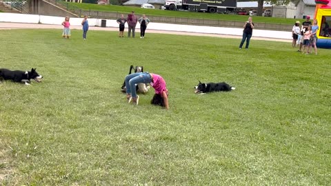 Border Collies Herd Ducks Under Girl's Back Bend