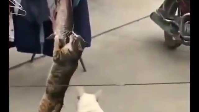 There is a demon cat in the house, don't laugh [2] # cat # suck cat # funny video
