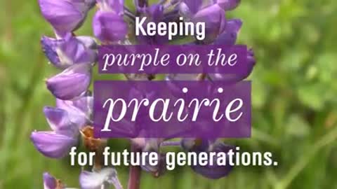 Keeping Purple on the Prairie [AUDIO DESCRIBED]_2