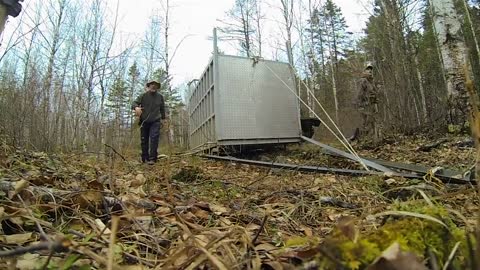 Incredibly Rare Siberian Tiger Release