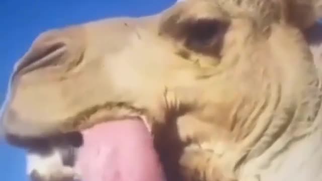 Crazy Camel Tongue