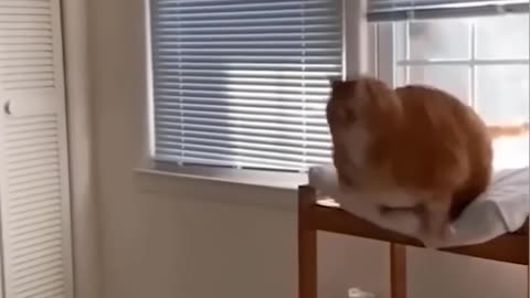 Funny Animal Videos 😂😂📷