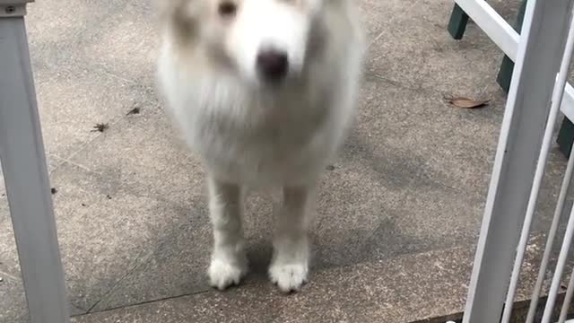 Pup ecstatic to be reunited with owner after 3 months apart