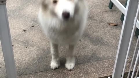 Pup ecstatic to be reunited with owner after 3 months apart