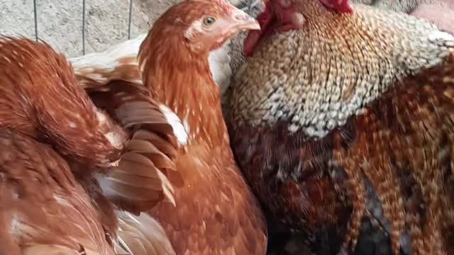 My hens with the rooster