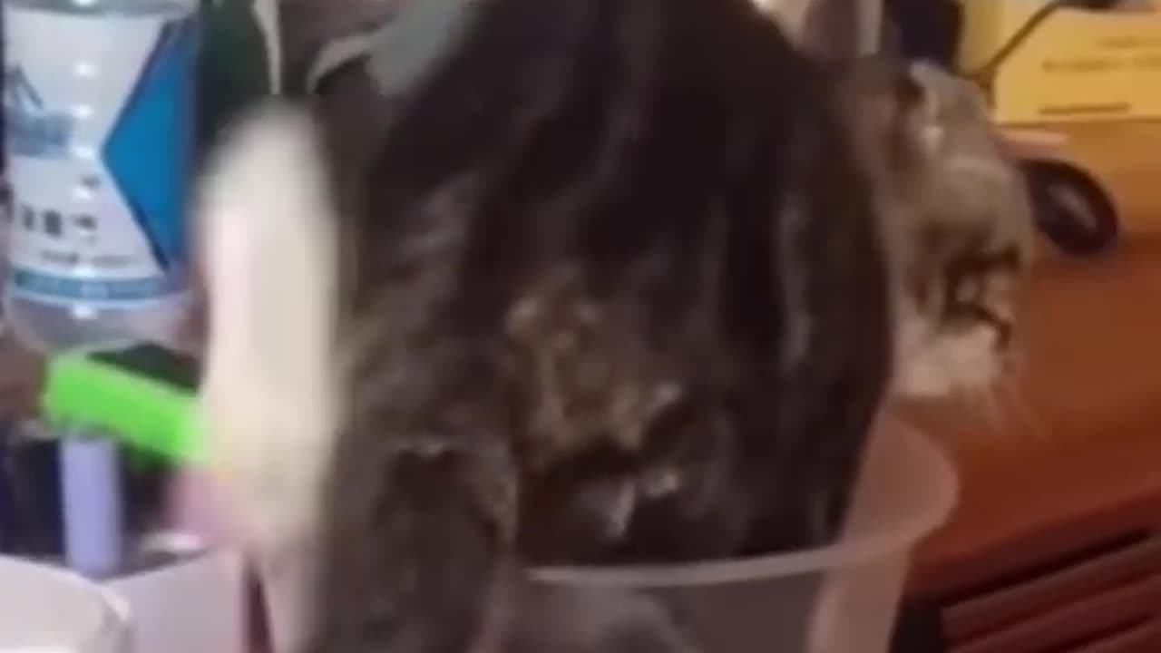 Animal funny videos