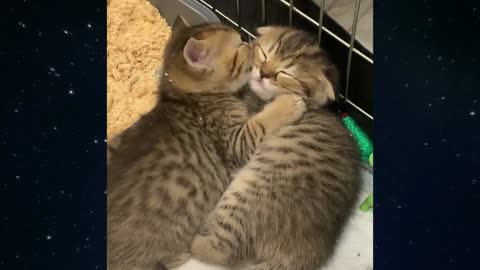 Cute kittens