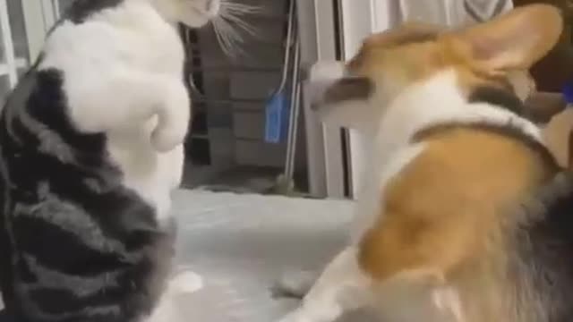 cat vs dog Cute moments